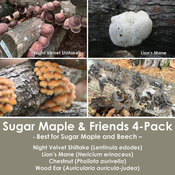 Sugar Maple & Friends 4-Pack