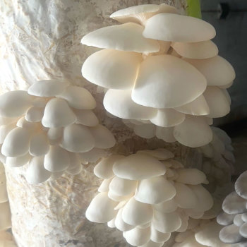 Oyster - Winter White™ (Pleurotus ostreatus) Grain Spawn