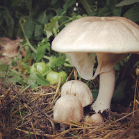 The ABC's of Almond Agaricus: A Warm Weather Mushroom, Superlative in Any Garden