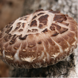 Clean & Fresh Spring Shiitake: Tips for the Best Early Crops