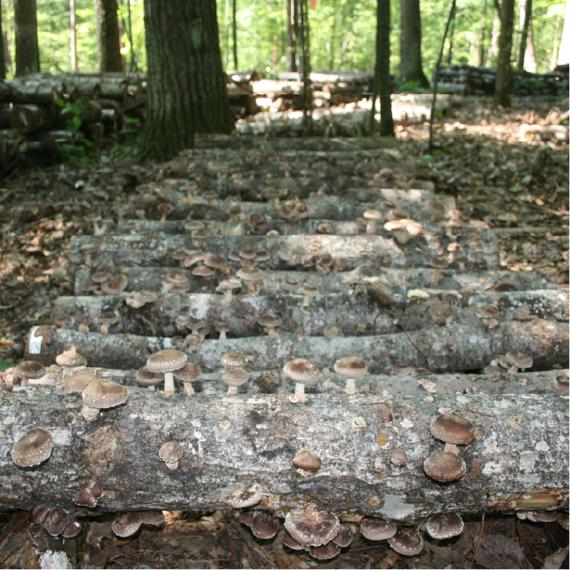 Water Management of Shiitake Bed Logs for Incubation and Mushroom Production