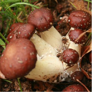 Using Wine Cap Mushrooms for Soil Health