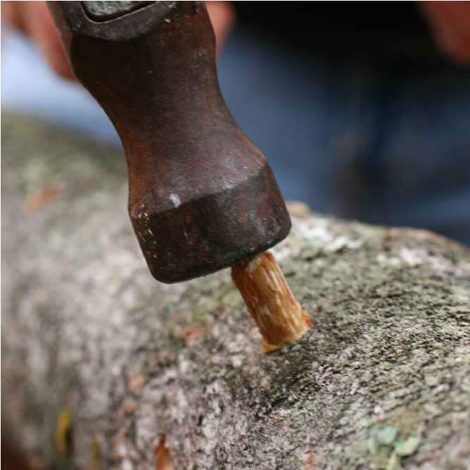 Growing Mushrooms on Logs with Plug Spawn 