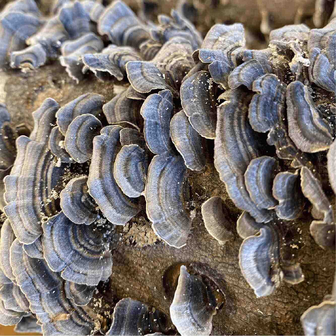 Turkey Tail Mushroom Identification: How to tell if your Trametes versicolor is Legit or a Look-a-like.