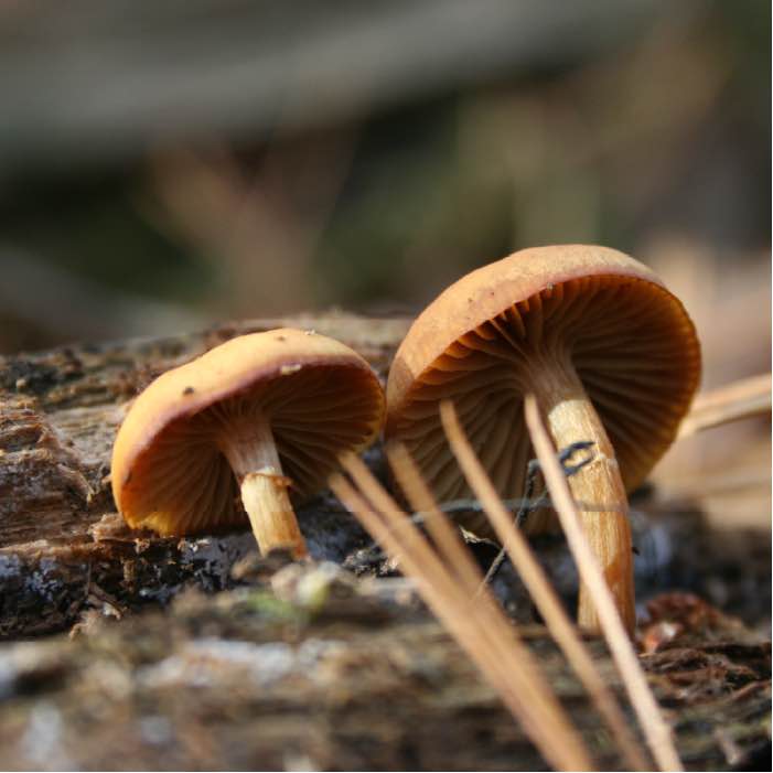Frightfully Tricky Forest Fungi