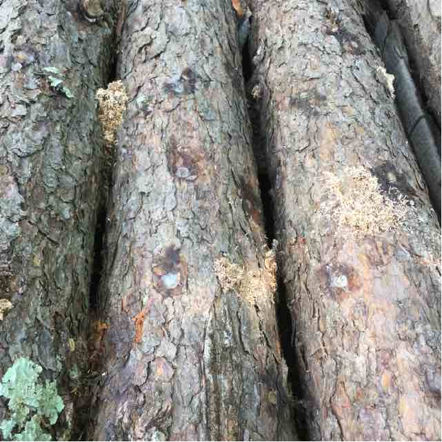 Citizen Science: Growing Chestnut Mushrooms on Jack Pine