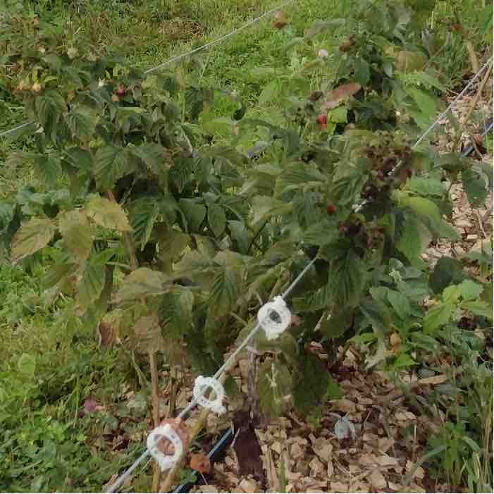 Citizen Science: Using Wine Cap to Remediate Infected Raspberry Plants