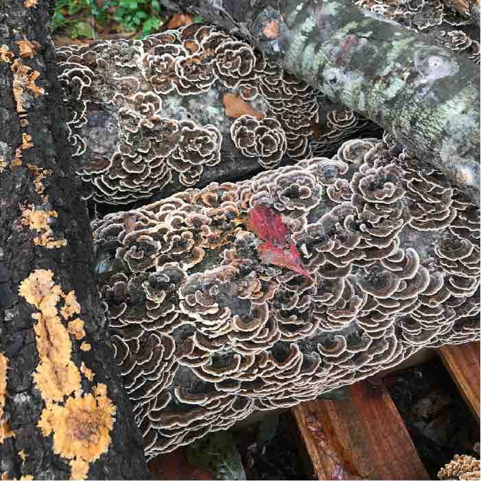 Citizen Science: Turkey Tail on Sweetgum Logs