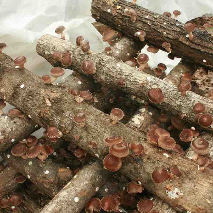 "Shocking" Shiitake Logs: What does is mean to force-fruit mushroom logs?