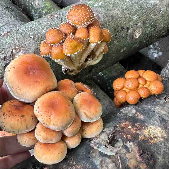 Orange-capped Fall Fruiting Mushrooms