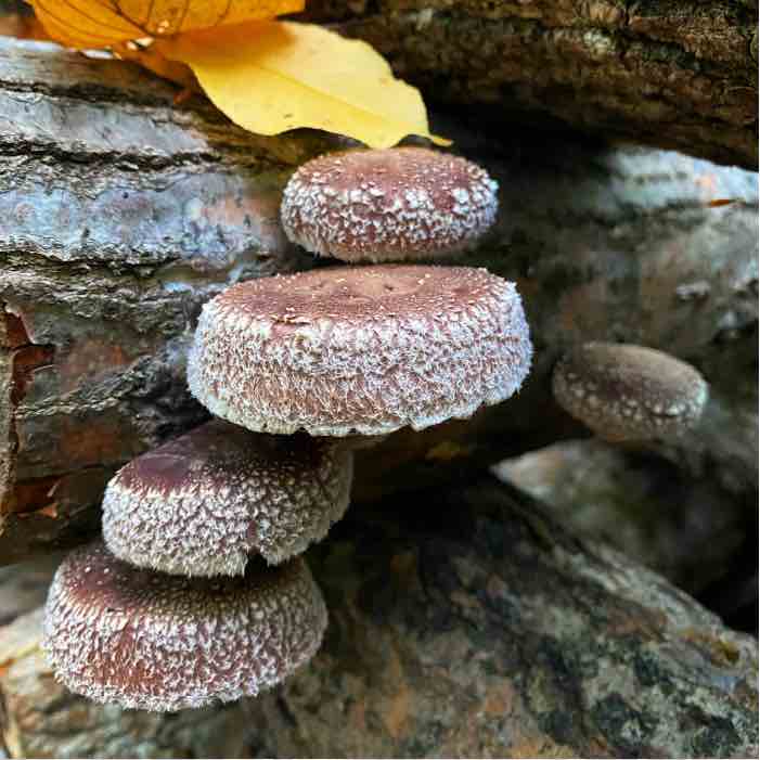 Can I Inoculate Mushroom Logs in Fall?