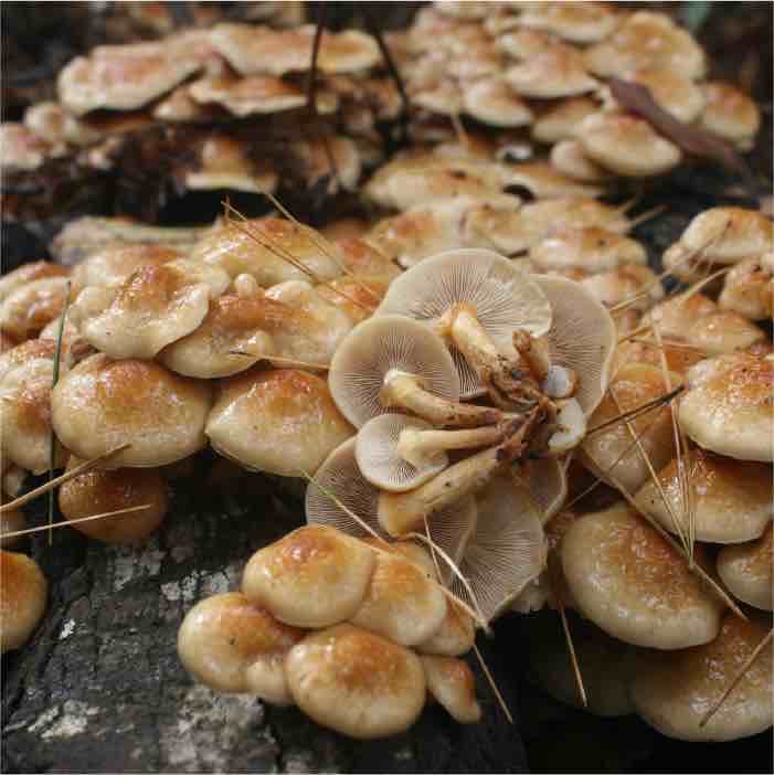 How (and Why) to grow Chestnut and Nameko Mushrooms