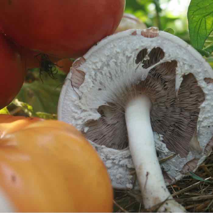 All About Almond Agaricus