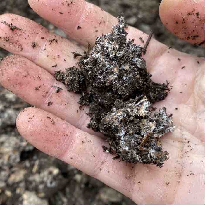 Rebuilding Soil Using Wine Cap Stropharia Mushroom Mycelium