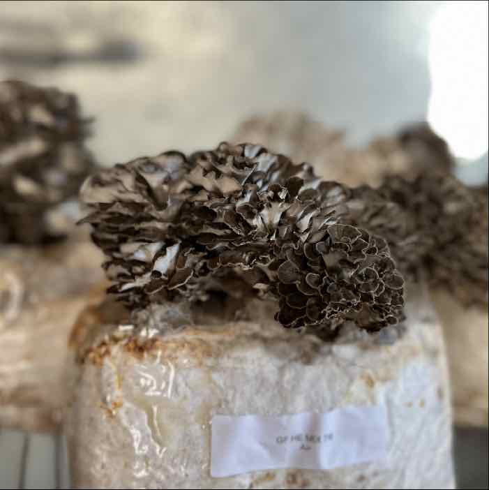 Strain | Maitake GF24