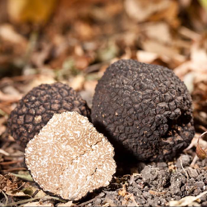 A Beginner's Guide to Growing Truffles