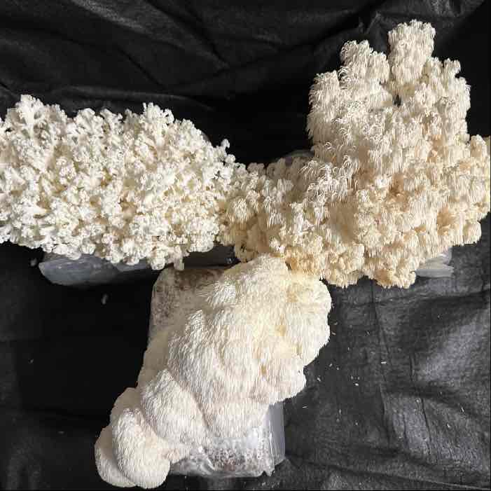 A Hericium Trio