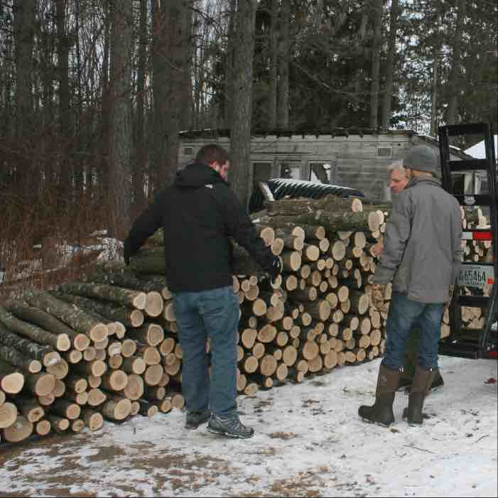 What Kind of Logs do I Need to Grow Mushrooms?