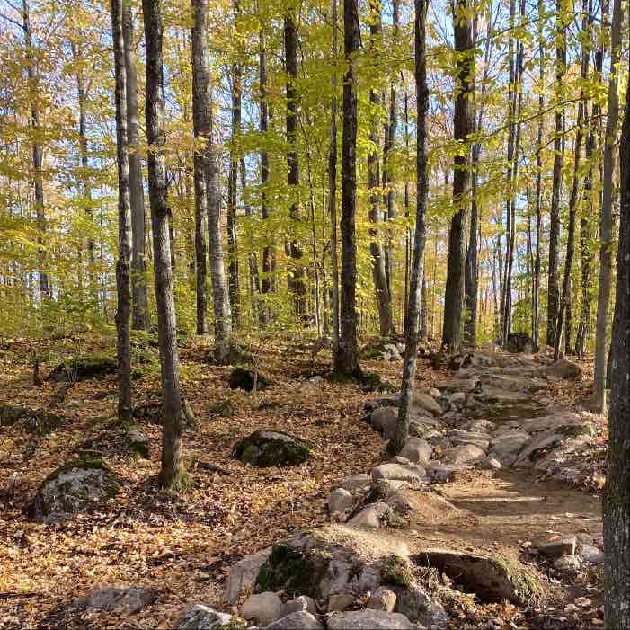 Can you Grow Mushrooms on Logs Infected with Beech Bark Disease?