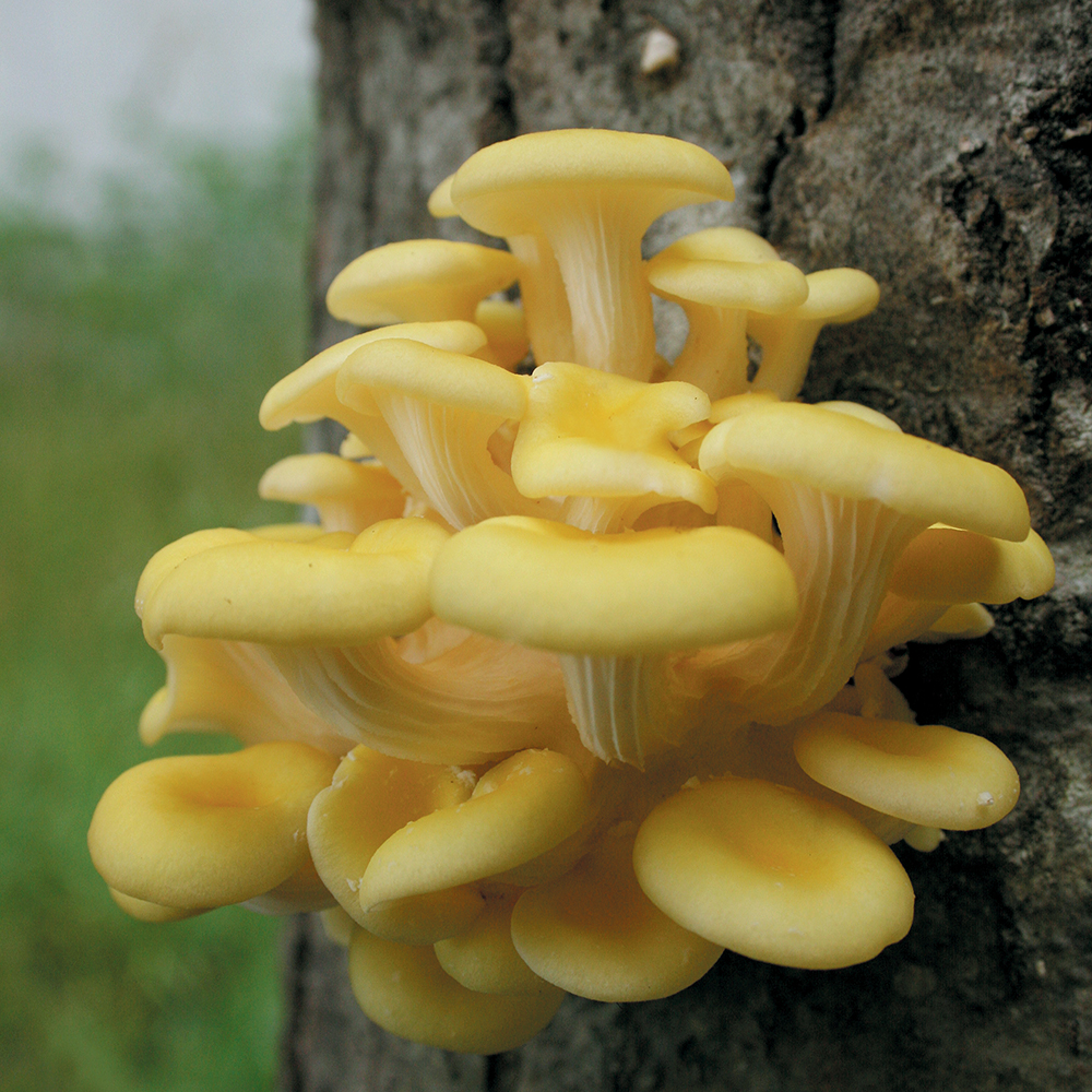 What we Know About the Invasive Nature of Golden Oyster