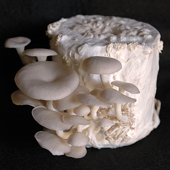 Oyster Mushroom Grow Kits