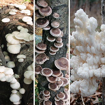 Mixed Mushroom Variety