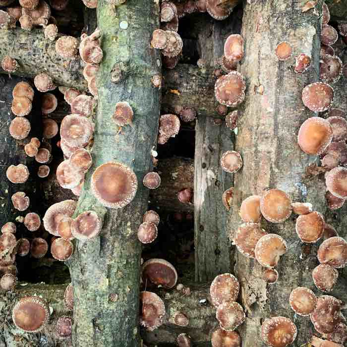 Growing Mushrooms Outdoors on Straw — Zoom Out Mycology