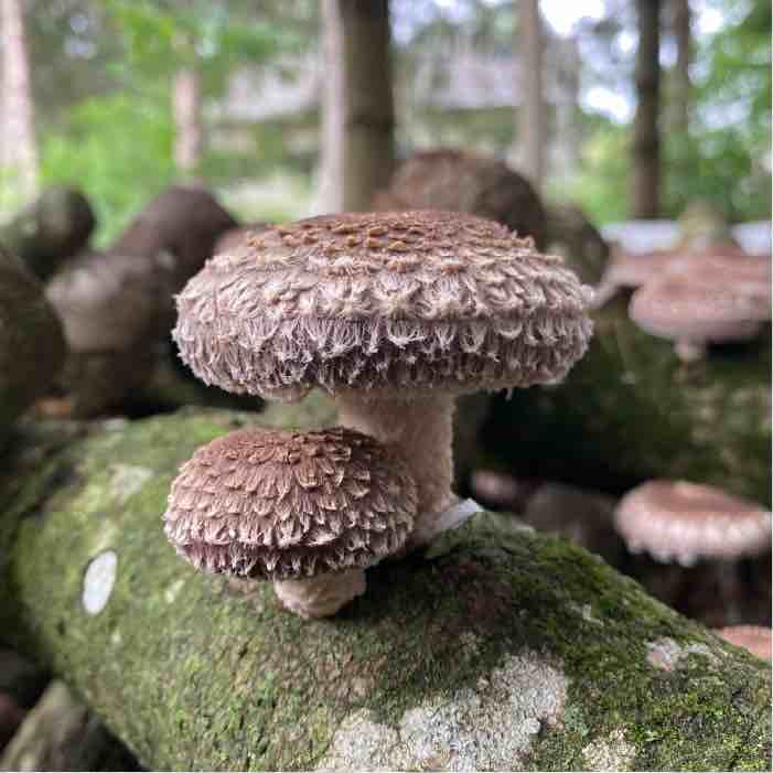 Mushroom Gifts - Outdoor Growing