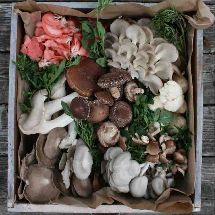 Mushroom Gifts - For Non-Growers