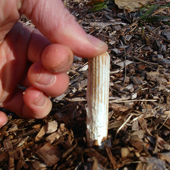 Peg Spawn