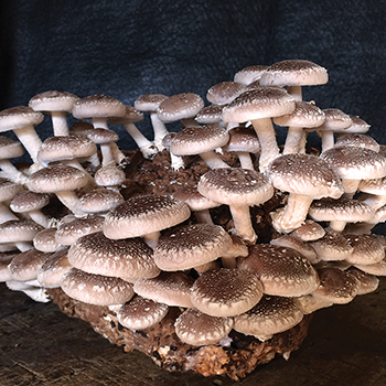 Table Top Farm™ Mushroom Grow Kits