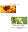 Scent Notes Amber Vanilla Gaelsong 