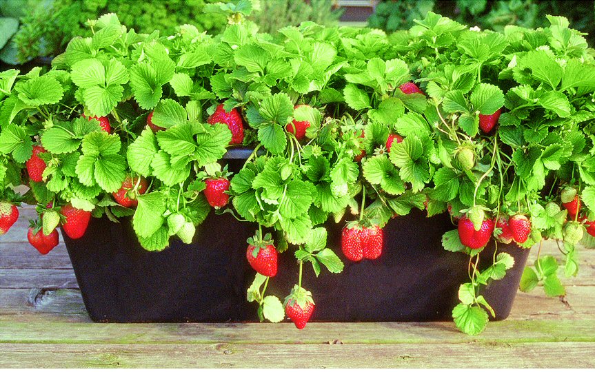 Strawberries growing in the Earthbox