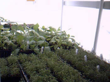 Plants growth is accelerated up to 25% more under diffused light