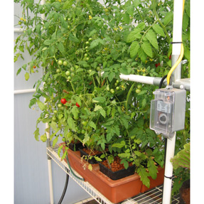 Growing cherry tomatoes in Emilys Garden hydroponic system. Tomatoes grown in a Solexx Conservatory Greenhouse
