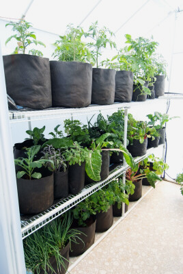 With a greenhouse you can garden and harvest throughout the year