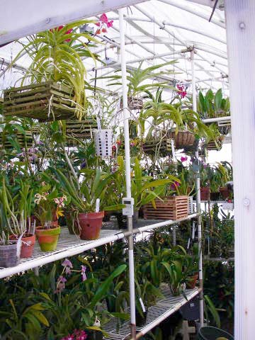 Solexx conservatory greenhouse has the ideal diffuse light for growing orchids