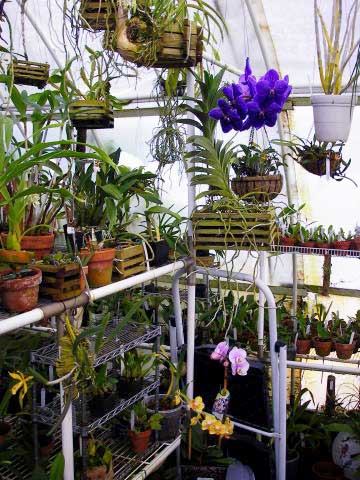 Orchids thrive in a Solexx Greenhouse.