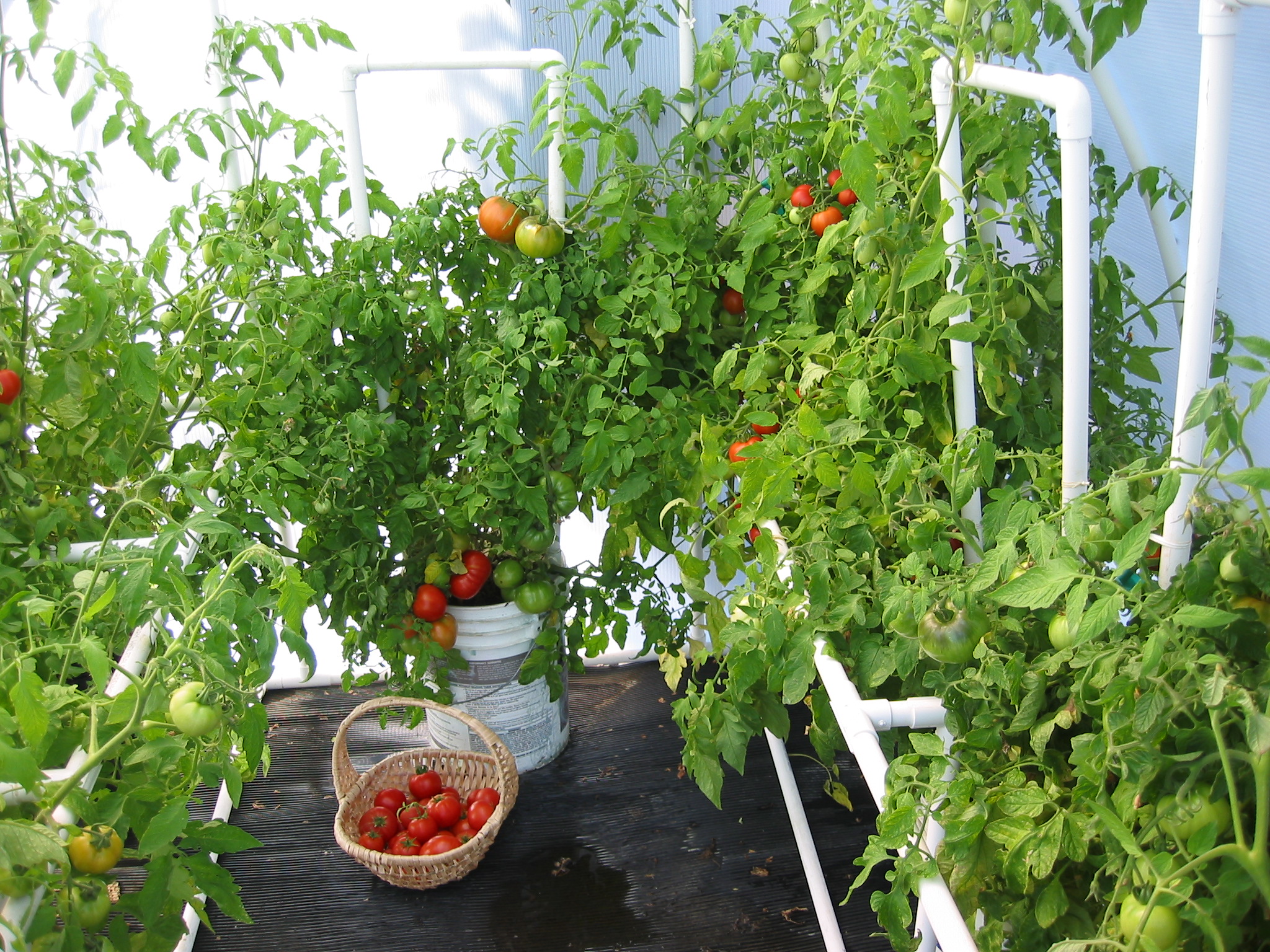 Tomatoes grown in a Solexx Greenhouse