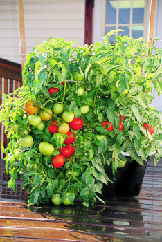 Growing tomato plants in the Eathbox