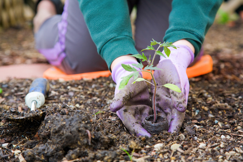 Transplanting seedlings into the ground from the greenhouse