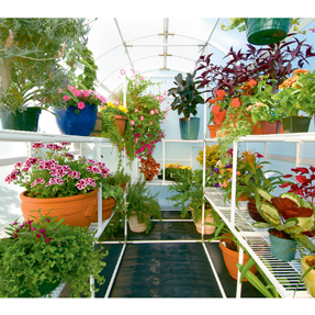 Harness the solar power of the sun with a greenhouse and grow all year