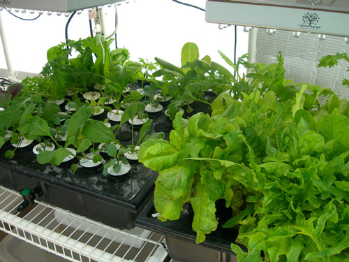 Greenhouse grown winter lettuce grown in a hydroponic rooter