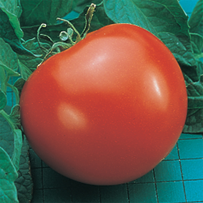 Goliath Hybrid Tomato