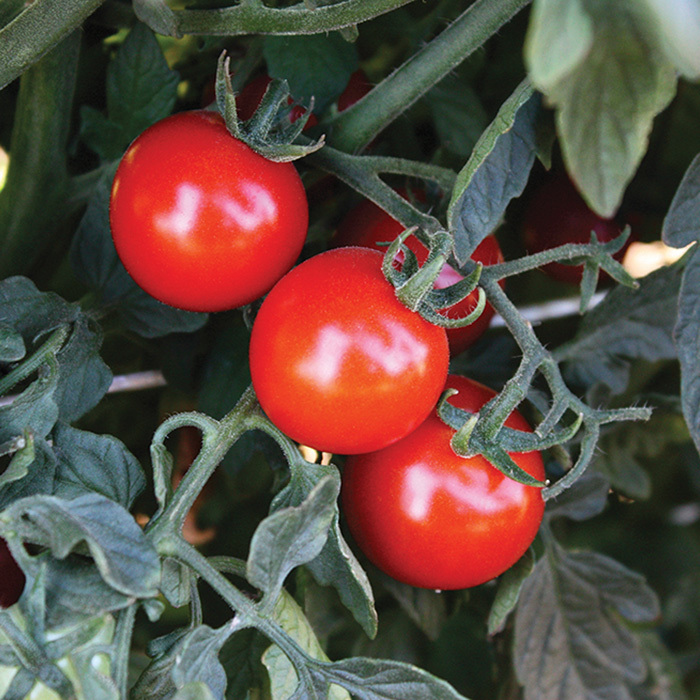 Braveheart Hybrid Tomato