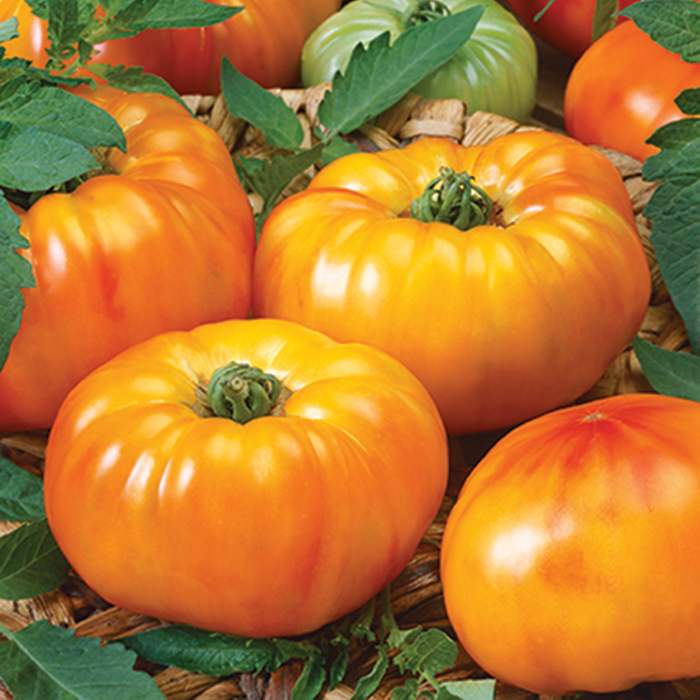 Chef's Choice Bi Color Hybrid Tomato