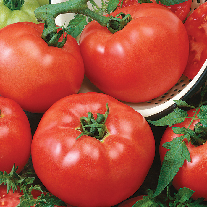 Chef's Choice Red Hybrid Tomato
