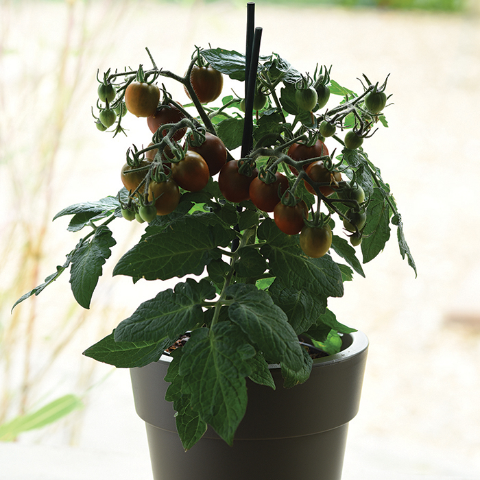 Edible Potted Cocoa Tomato Hybrid