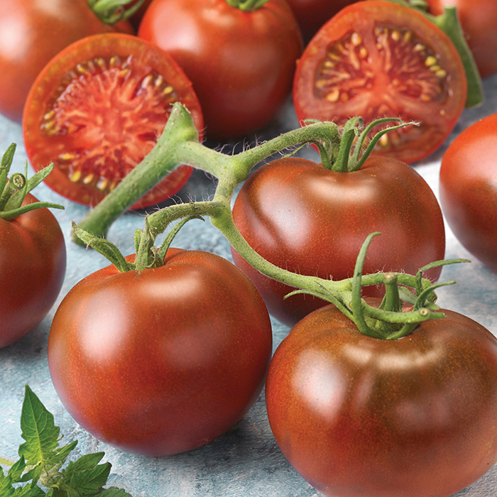 Early Choice Black Hybrid Tomato