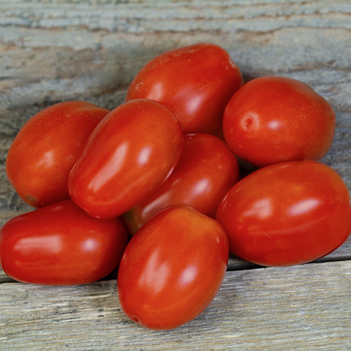Fantastico Hybrid Tomato